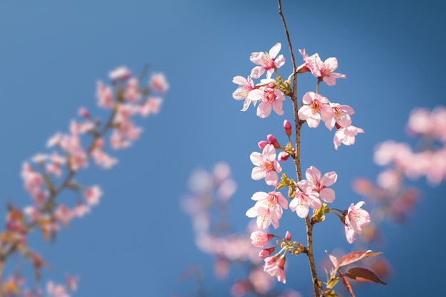 Flor de primavera de cerezo del Himalaya salvaje con fondo de cielo azul