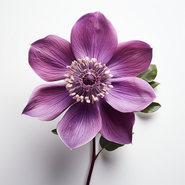 Foto flor de primavera flor púrpura profunda helleborus hd en fondo blanco