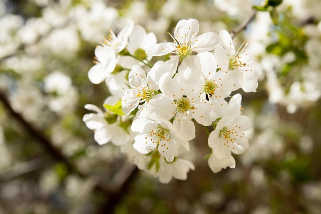 Flor de primavera flores blancas ramitas de flor de cerezo