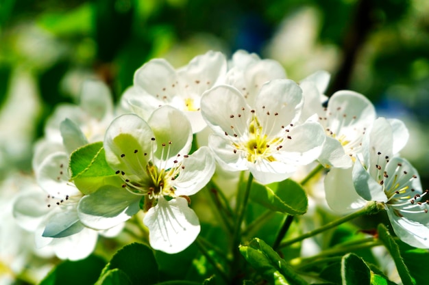 Flor de primavera en el fondo del árbol Pétalos de flor de manzana con bokeh de belleza