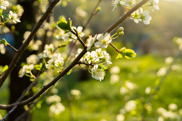 Flor de primavera fresca o flor del árbol frutal a la luz del sol.