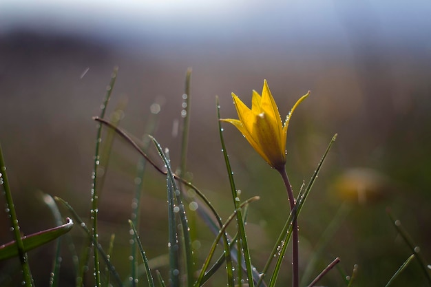 Flor de primavera de Gagea lutea o cebollas de ganso primer plano Amarillo StarOfBethlehem gotas de agua