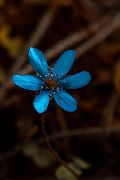 flor de primavera con gotas de rocío al sol, anémonas azules, flores del bosque, bosque de primavera