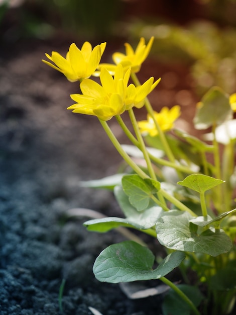 Flor de primavera en un macizo de flores. Pequeñas flores de color amarillo brillante fotografiadas de cerca, espacio para texto.