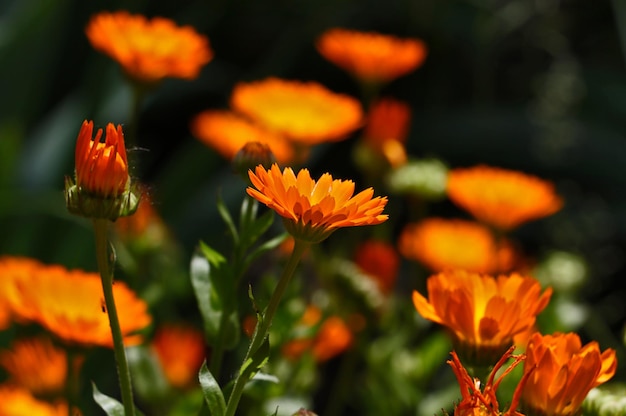 Flor de primavera naranja de cercaHermoso fondo floralMuchos capullos en el fondo