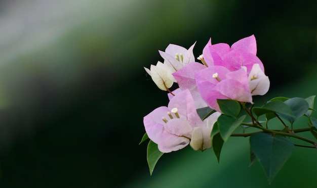 flor primavera natureza