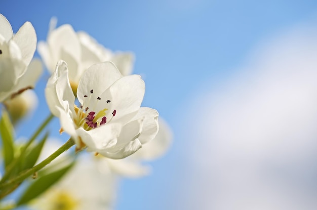 Flor de primavera de pera en el árbol