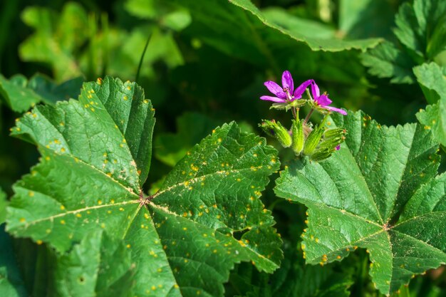 Flor de primavera púrpura entre hojas verdes