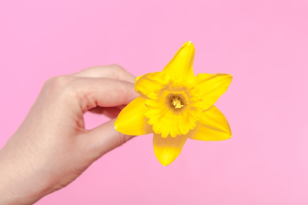 Flor de primavera, un ramo de narcisos amarillos en una mano de mujer