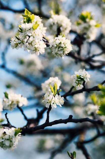 Flor de primavera. Árbol de flor Estampado de primavera. Rama de manzano Flor de manzana