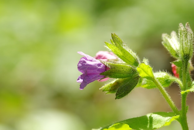 Flor de primavera rosa en el bosque