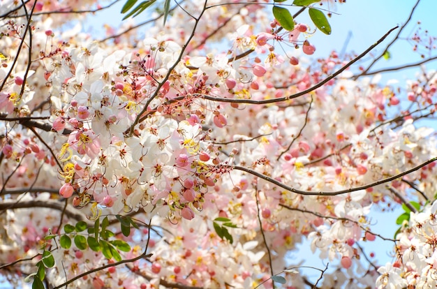 Flor de primavera con rosa Cassias