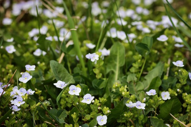 flor de primavera salvaje en un campo