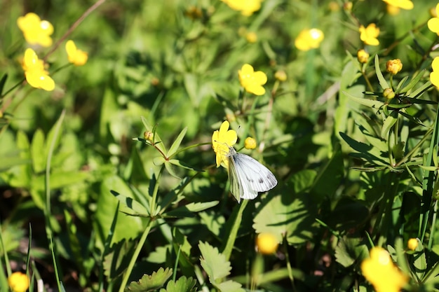 Flor de primavera salvaje en un campo