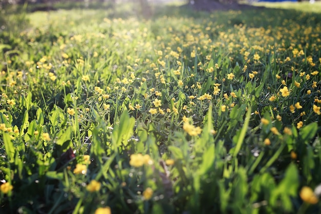 Flor de primavera salvaje en un campo