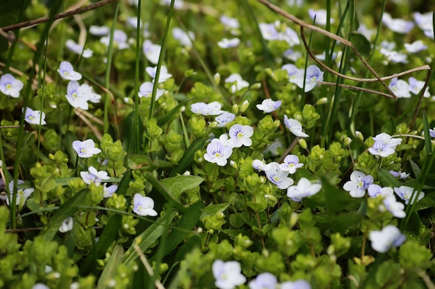 Flor de primavera salvaje en un campo