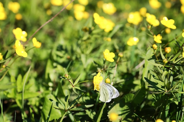 Flor de primavera salvaje en un campo