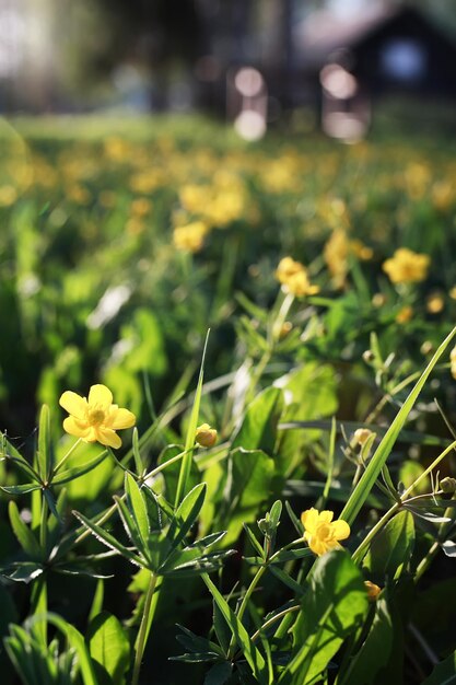 Flor de primavera salvaje en un campo