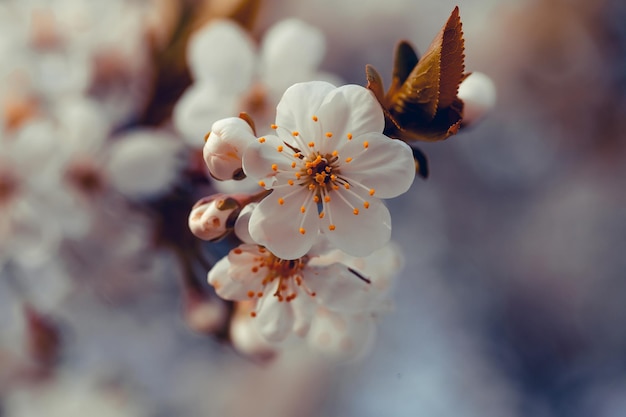 Flor de primavera en el sol