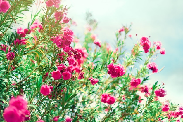 Flor de primavera, verano exótico, concepto de día soleado. Flor o nerium rosada floreciente del oleander en jardín. Flores silvestres en israel.