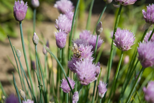 Flor de primavera / verano púrpura / rosa con abeja; polinizar; ecología