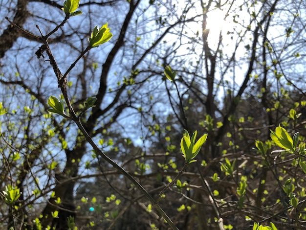 Foto flor de primavera