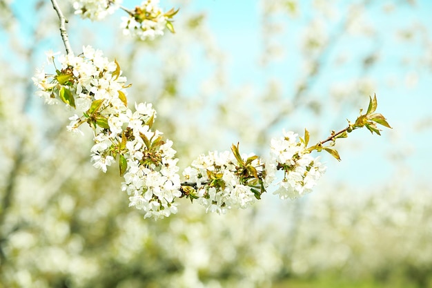 flor de la primavera