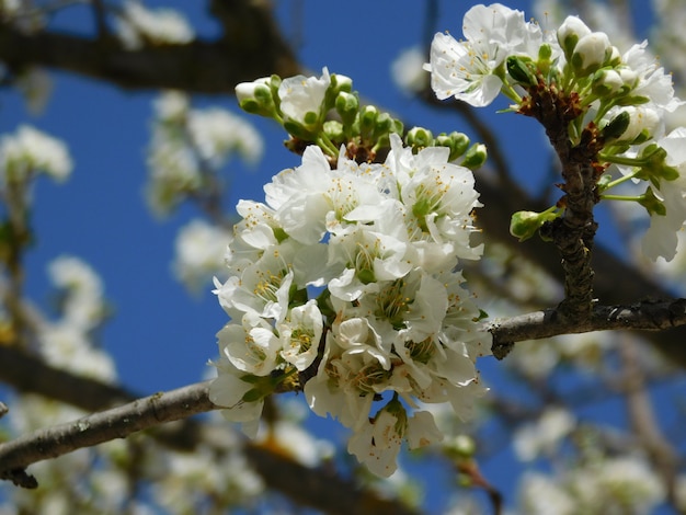 Foto flor de primavera