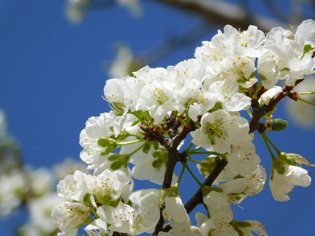 Foto flor de primavera