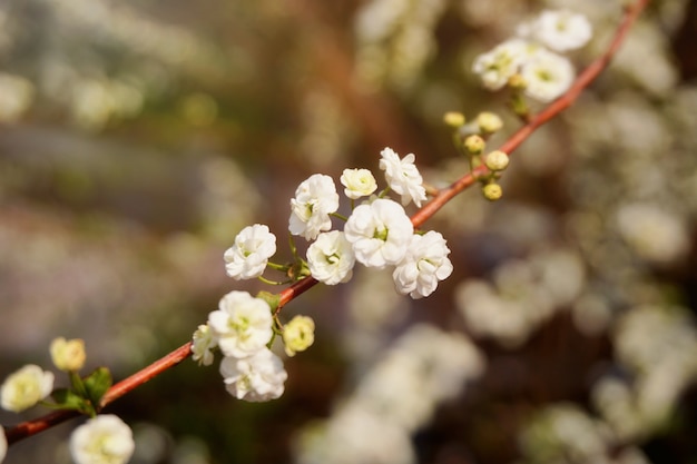 La flor del primer está floreciendo en luz del sol brillante en el árbol. Corea.