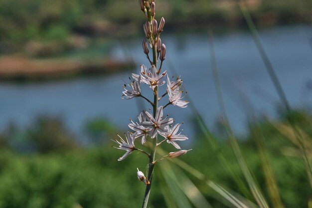 Una flor en primer plano con un río al fondo