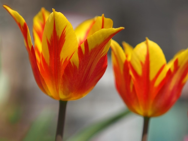 Flor de primer plano de tulipán amarillo-rojo. Región de Leningrado, Rusia.