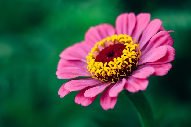 Una flor del primer rosado del zinnia. Macro.