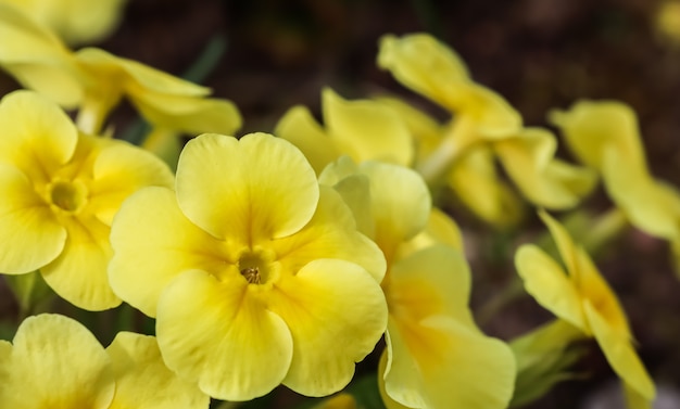 Flor de prímula amarilla en el jardín de primavera