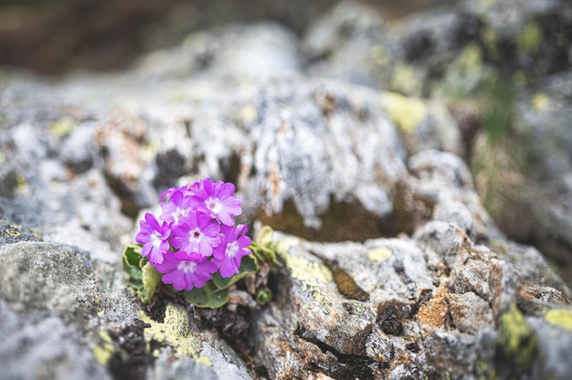 Flor de prímula hirsuta entre piedras de montaña