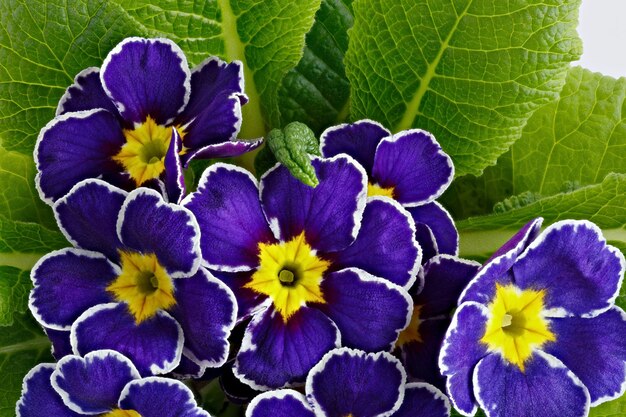 Flor Primula vulgaris con capullos en flor