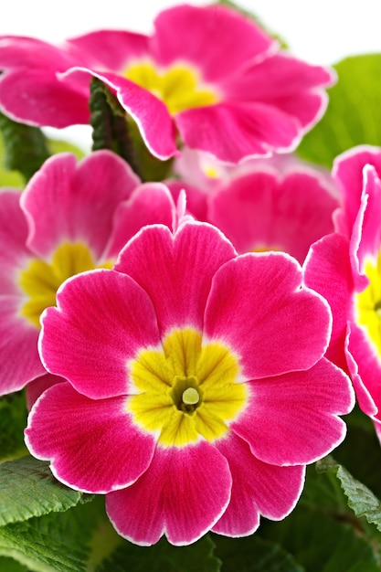 Flor Primula vulgaris con capullos florecientes.