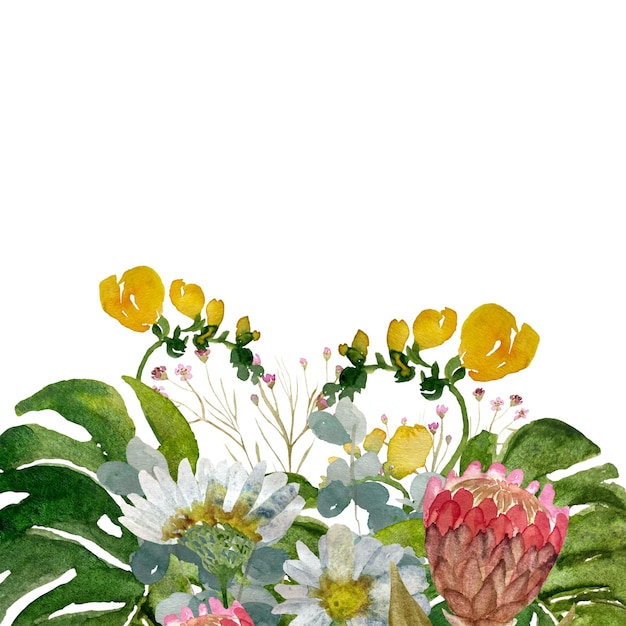 Flor protea margarida deixa borda. Uma ilustração em aquarela. Textura desenhada à mão, isolada.