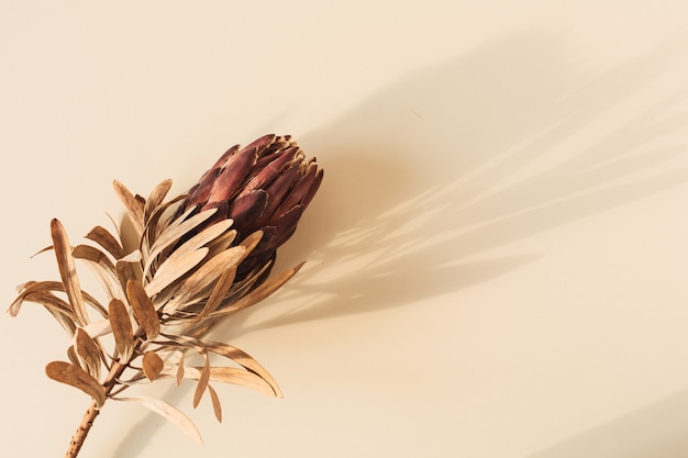 Una flor de protea roja seca sobre beige pastel