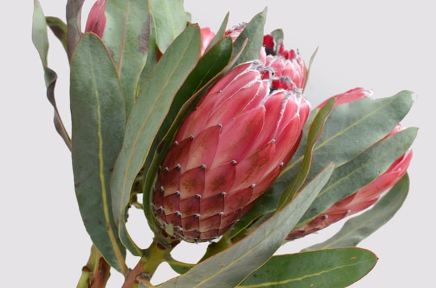 Flor protea vermelha isolada em um fundo branco