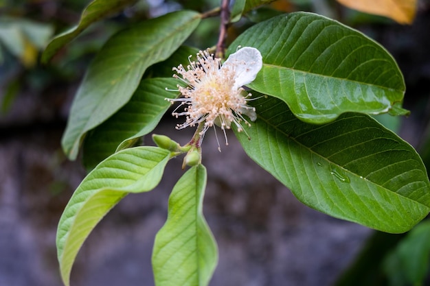 Flor de Psidium guajava la guayaba común guayaba amarilla o guayaba limón sobre fondo verde