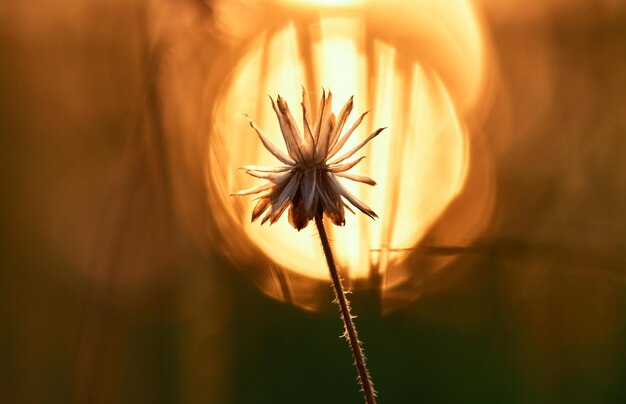 Una flor en la puesta de sol