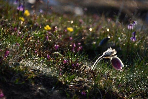 La flor de Pulsatilla