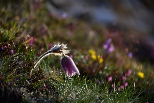 La flor de Pulsatilla