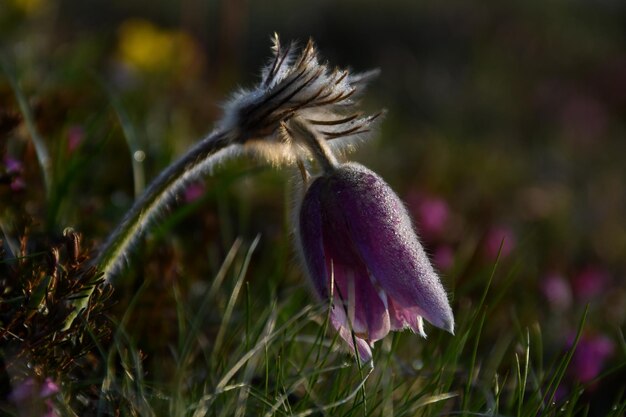 La flor de Pulsatilla