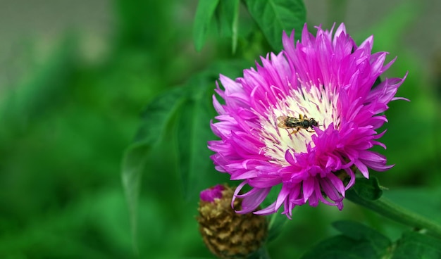 Una flor púrpura con una abeja en ella