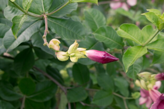 Flor púrpura de Allamanda (Allamanda blanchetii) con hojas verdes