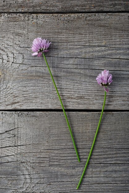 Flor púrpura Allium schoenoprasum