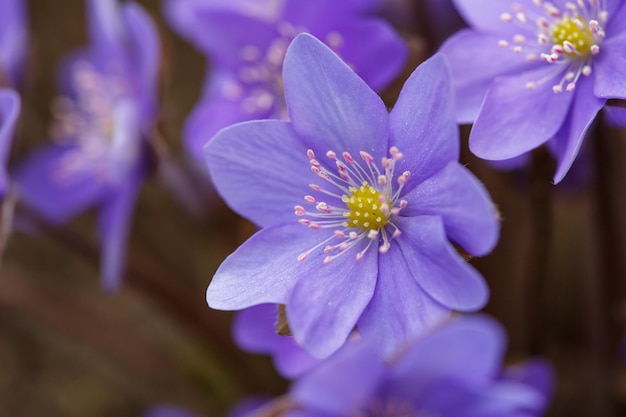 Flor púrpura Anemone hepatica flor a principios de primavera fotografía macro
