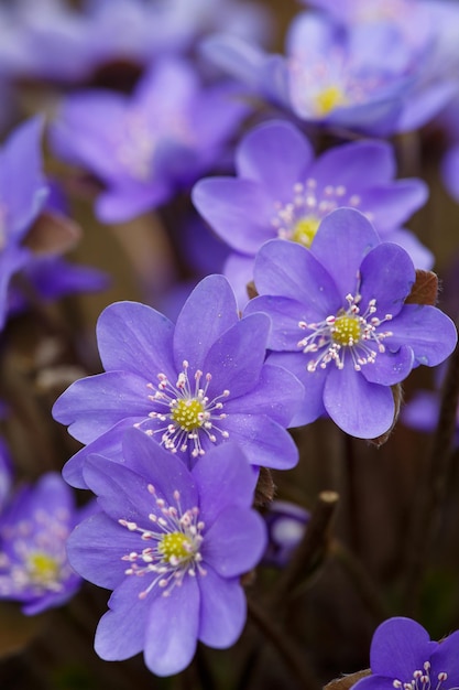 Flor púrpura Anemone hepatica flor a principios de primavera fotografía macro